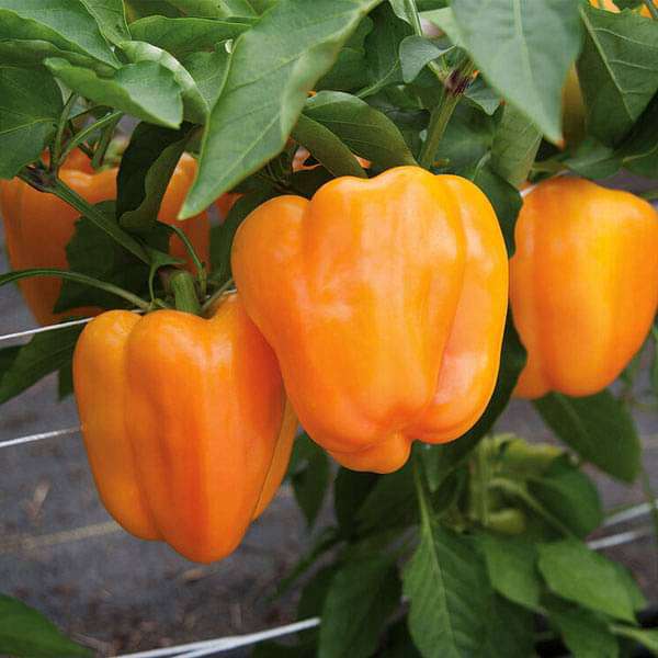Capsicum Orange Imported Vegetable Seeds